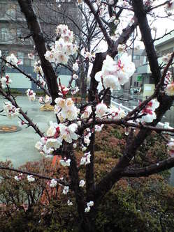 cherry_blossom_first_ment_at_kakegawa2009-02-25.jpg
