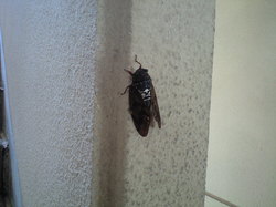 brown_cicada_that_we_can_assume_as_femail.jpg