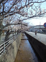 cherry_brossom_over_small_river_in_kakegawa_2010-03-29.JPG