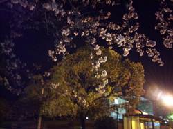 cherry_blossom_at_night.JPG