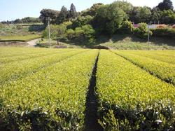 tea_plantation_in_fukuroi20110429.JPG