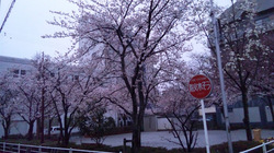 cherry_blossom_at_kakegawa201204.JPG