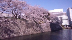 cherry_blossom_near_cenova2012-04-08.jpg