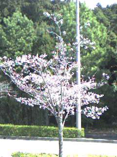 cherry_blossom20080327.jpg