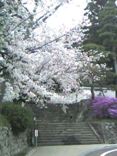 cherry_blossom_at_kakegawa_castle20080330.jpg